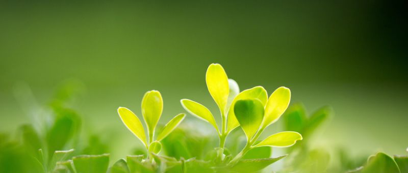 什么是環(huán)境影響評價(jià)？